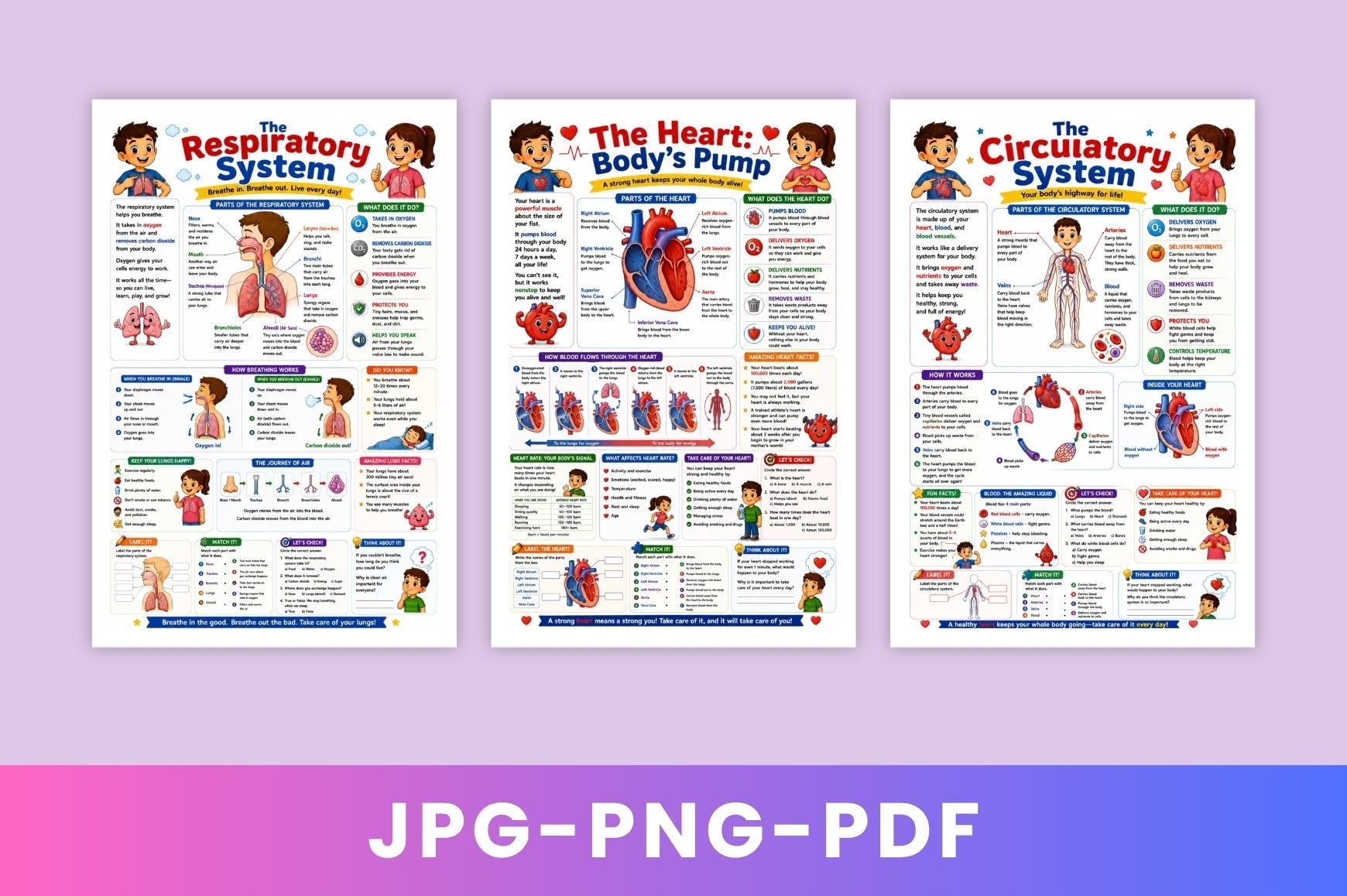 Human Body Adventure For Kids
