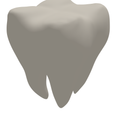 Tooth 3D Print STL File