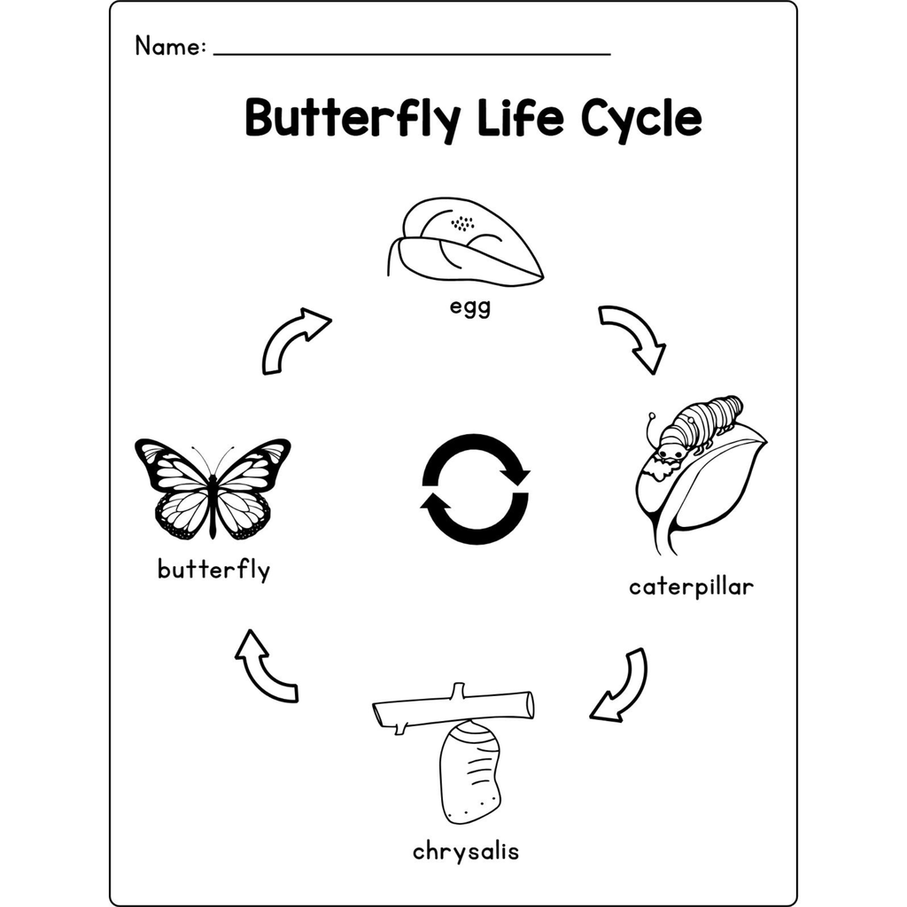 Butterfly Life Cycle Craft Research Activities