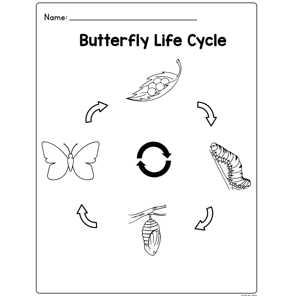 Butterfly Life Cycle Craft Research Activities