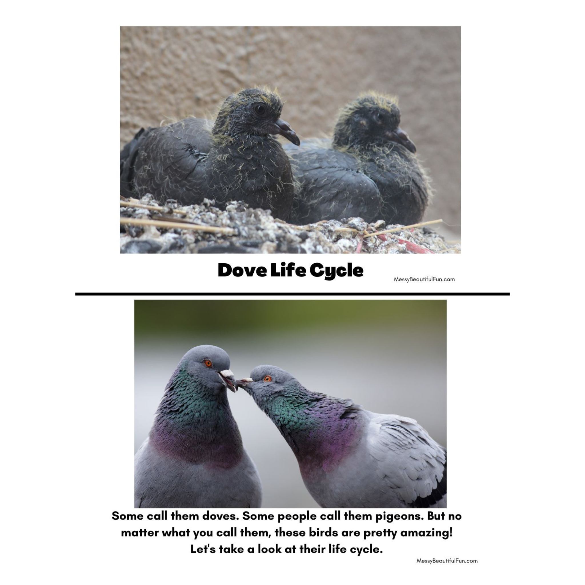 Urban Birds Unit Study for City Kids