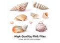 Seashells Clipart Bundle