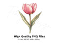 Single Tulip Flowers Clipart Bundle