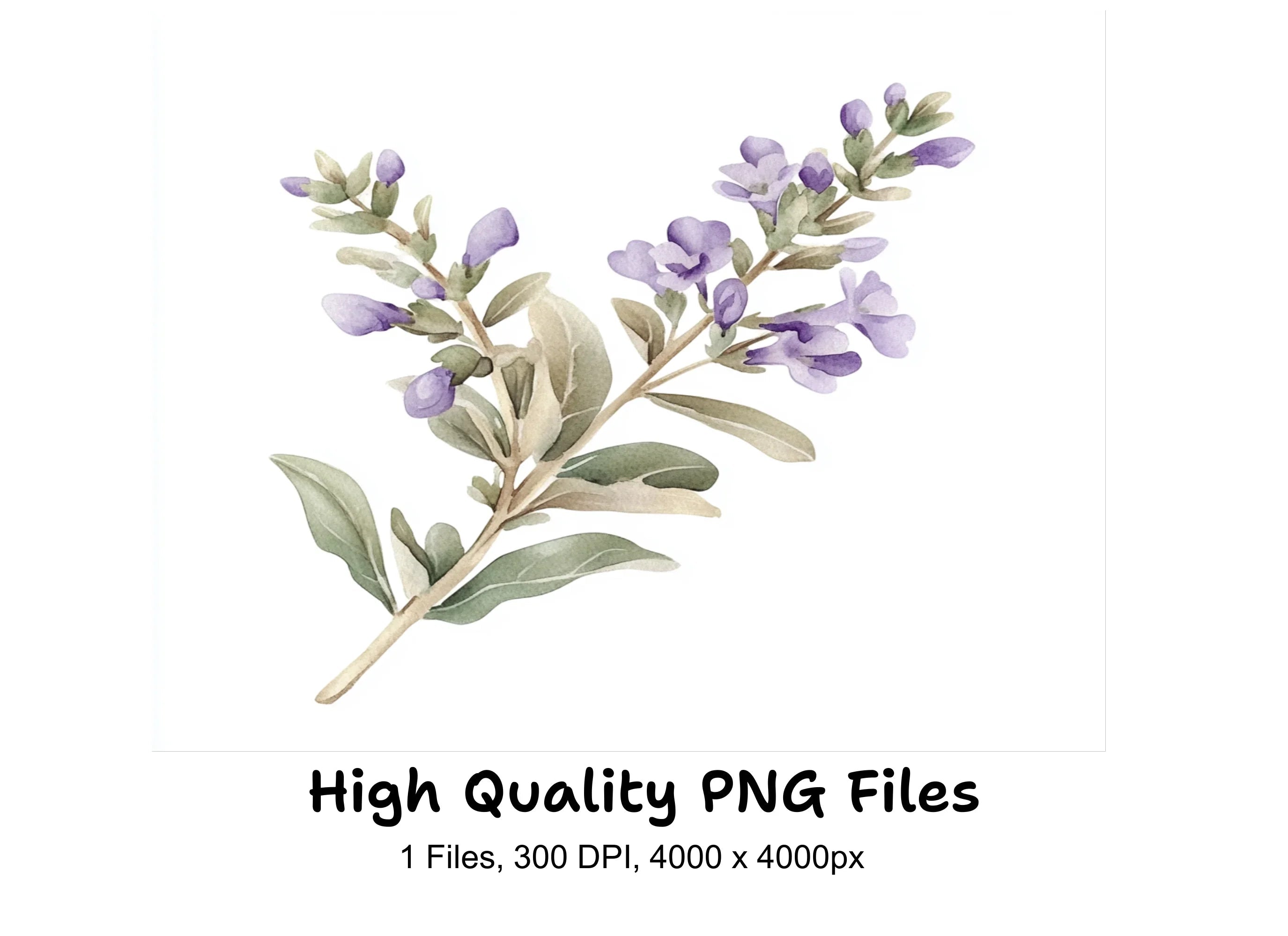 Delicate Lavender Sprig Clipart Bundle
