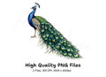 Vibrant Peacock Illustrations Clipart Bundle
