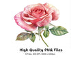 Elegant Pink Rose Clipart Bundle