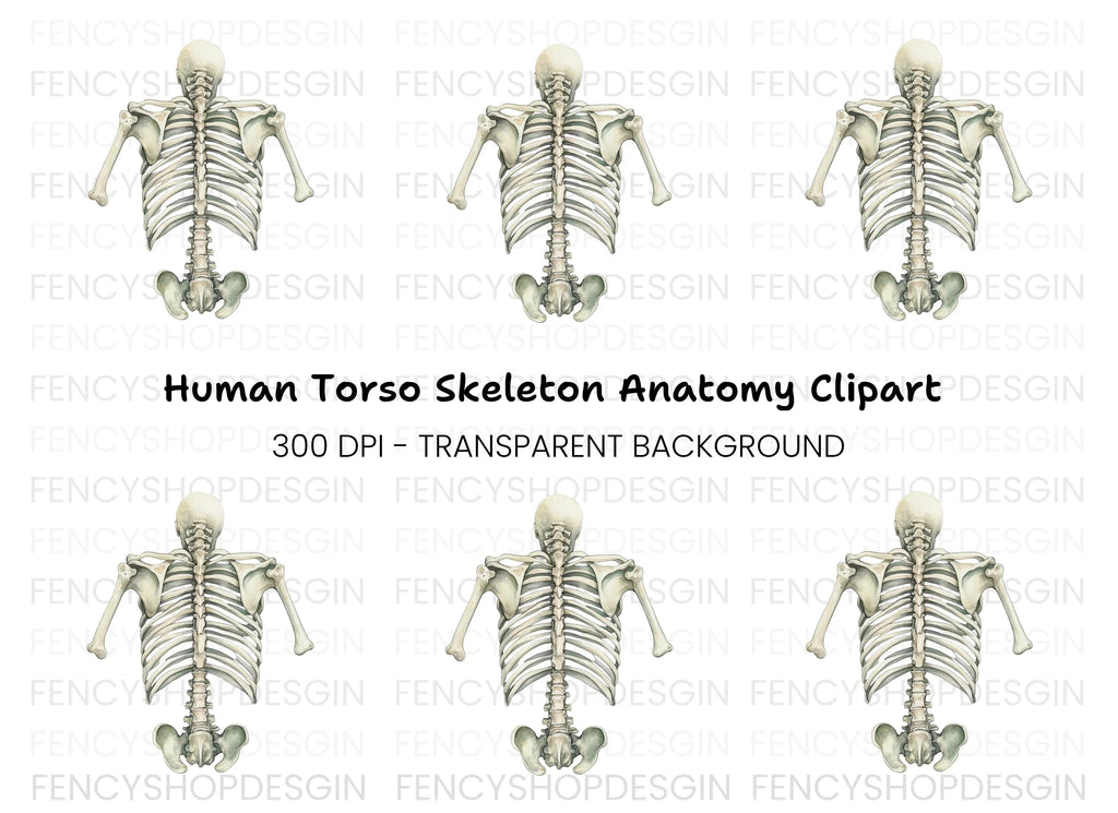Human Torso Skeleton Back View Clipart Bundle