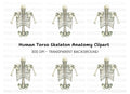 Human Torso Skeleton Back View Clipart Bundle