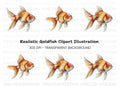 Golden Fish Clipart Bundle