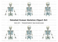 Anatomical Skeleton Graphics Clipart Bundle