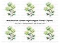 Green Hydrangea Clipart Bundle