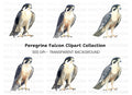 Majestic Peregrine Falcon Clipart Bundle