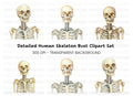 Human Skeleton Clipart Bundle