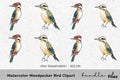 Woodpecker Bird Clipart Bundle