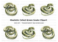 Realistic Green Snake Illustrations Clipart Bundle