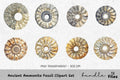 Ancient Ammonite Fossil Clipart Bundle