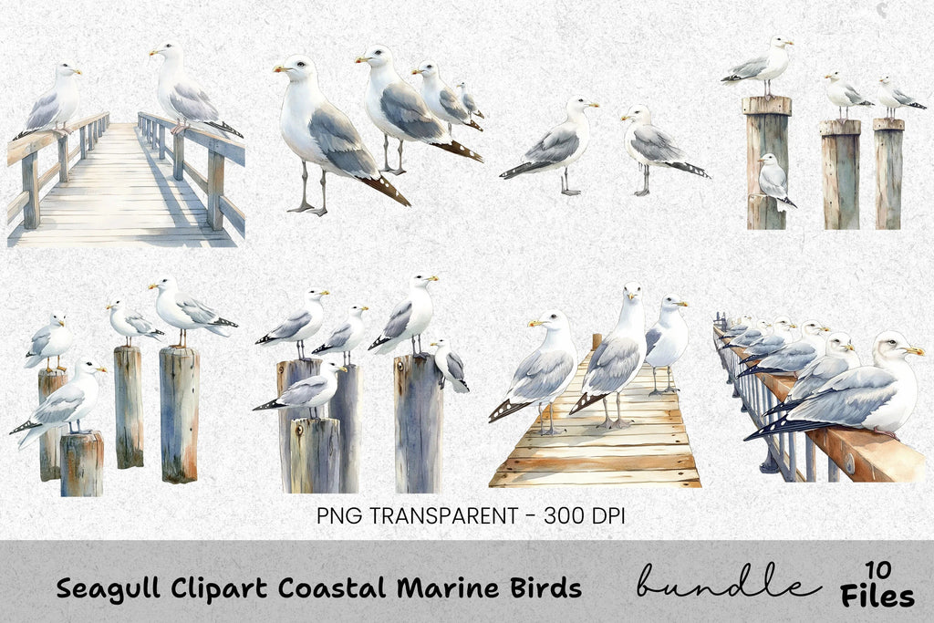 Seagull Coastal Marine Birds Clipart Bundle