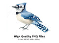 Blue Jay Bird Clipart Bundle