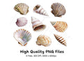Diverse Seashell Clipart Bundle