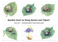 Snails on Wet Leaves Clipart Bundle