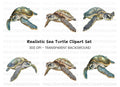 Green Sea Turtles Clipart Bundle