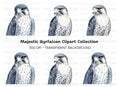 Majestic Falcon Clipart Bundle