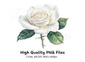 White Rose Clipart Bundle