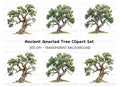 Ancient Oak Tree Clipart Bundle