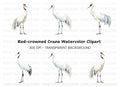 Majestic White Crane Clipart Bundle