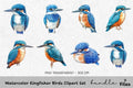 Kingfisher Birds Clipart Bundle