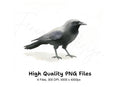 Jackdaw Bird Clipart Bundle