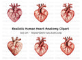 Anatomical Heart Clipart Bundle
