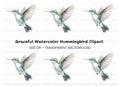 Hummingbird Clipart Bundle