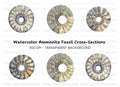 Ammonite Fossil Shells Clipart Bundle