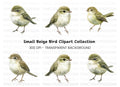 Realistic Small Birds Clipart Bundle