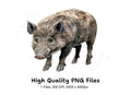 Wild Boar Clipart Bundle