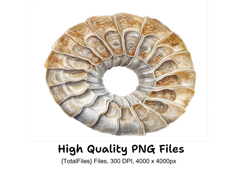 Ammonite Fossil Clipart Bundle