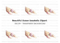 Assorted Beach Shells Clipart Bundle