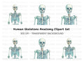 Human Skeleton Clipart Bundle