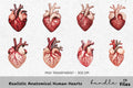 Realistic Anatomical Human Hearts Clipart Bundle