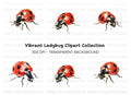 Realistic Ladybug Clipart Bundle