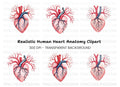 Anatomical Human Heart Clipart Bundle