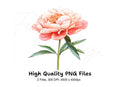 Vibrant Pink Peony Clipart Bundle