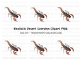 Realistic Scorpion Insect Clipart Bundle