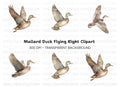 Flying Mallard Duck Clipart Bundle