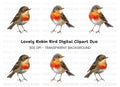 Charming Robin Bird Clipart Bundle