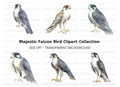 Peregrine Falcon Clipart Bundle