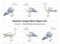 Realistic Seagull Clipart Bundle