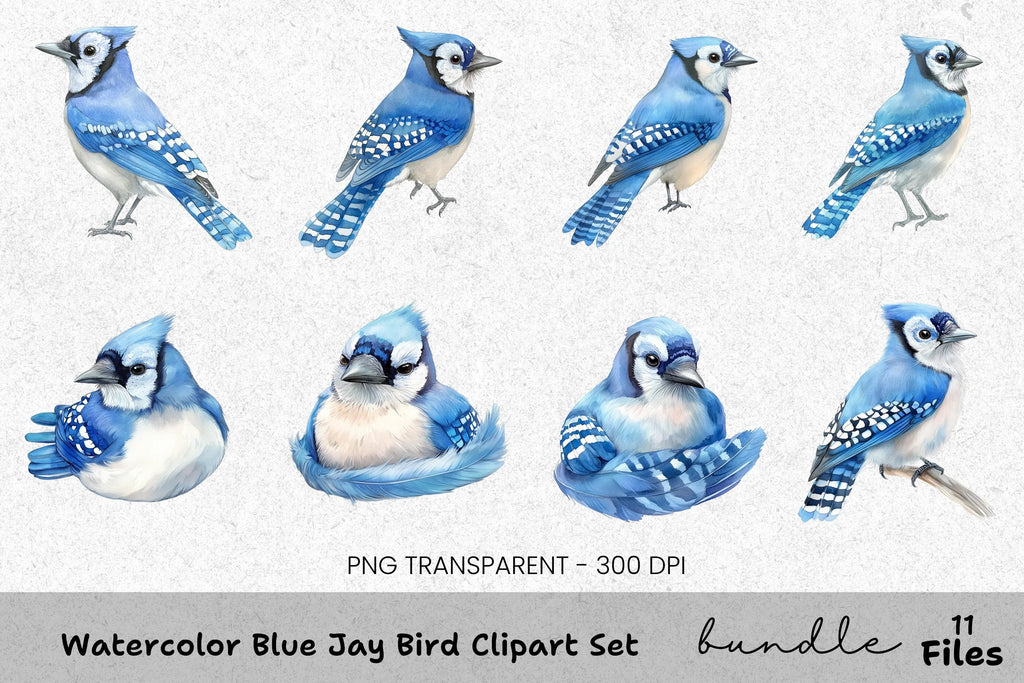 Blue Jay Bird Clipart Bundle