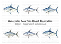 Hand Painted Tuna Clipart Bundle